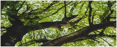 Šarlenės regėjimas Nr. 235 – Milžinas / Didelis medis - “Kaip danguje, taip ir žemėje”